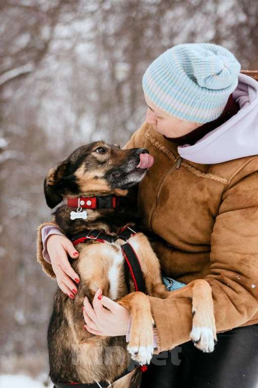 Собаки в Москве: Очаровательная Джума ищет дом Девочка, Бесплатно - фото 5