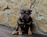 Собаки в Тюмени: Французский бульдог взрослый мальчик Мальчик, Бесплатно - фото 4