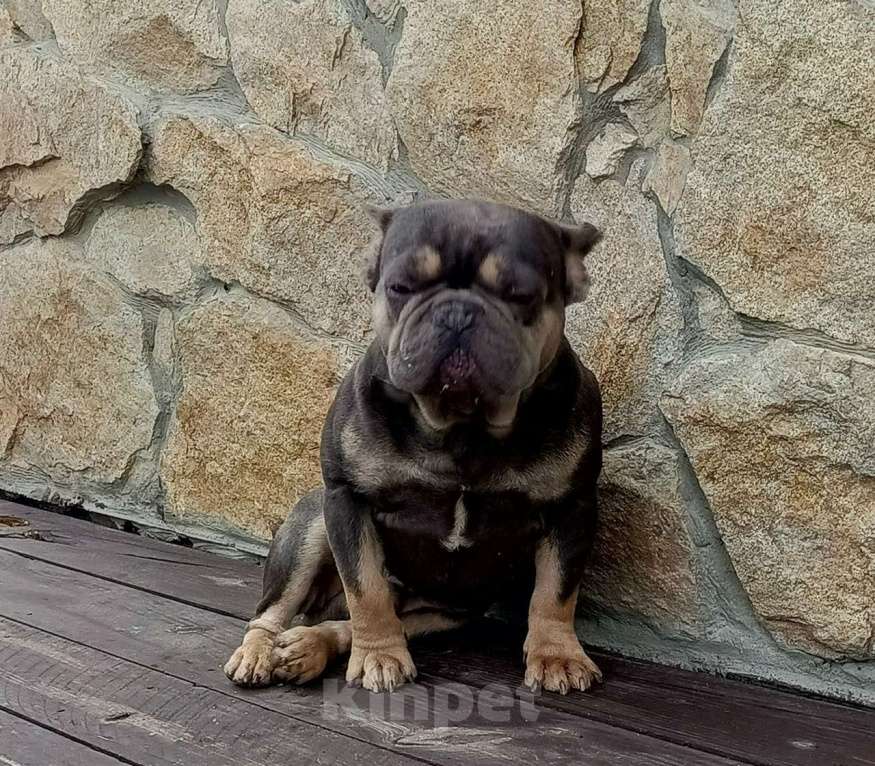 Собаки в Тюмени: Французский бульдог взрослый мальчик Мальчик, Бесплатно - фото 4