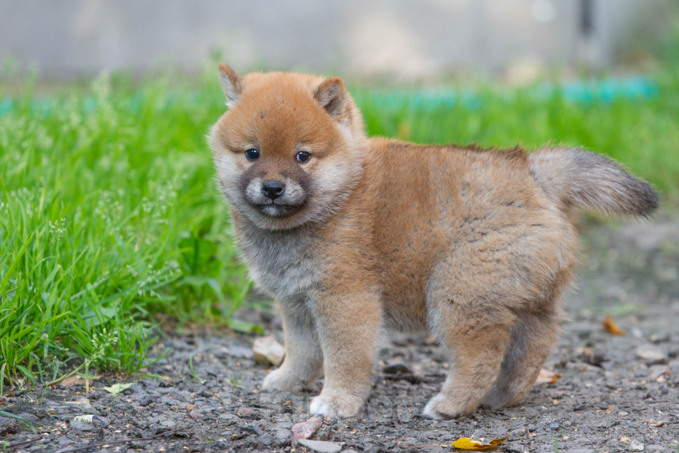Собаки в Балашихе: Шикарная девочка сиба ину Девочка, 80 000 руб. - фото 1