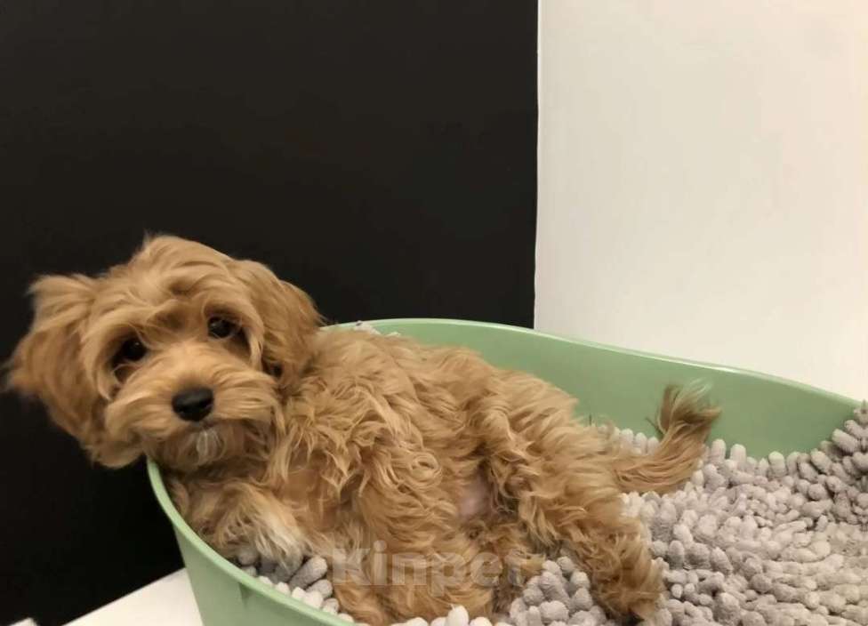 Собаки в Москве:  Мальтипу Мальчик, 45 000 руб. - фото 4