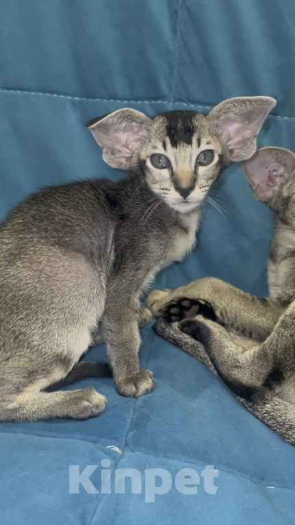 Кошки в Москве: Ориентальная девочка. Девочка, 150 000 руб. - фото 3