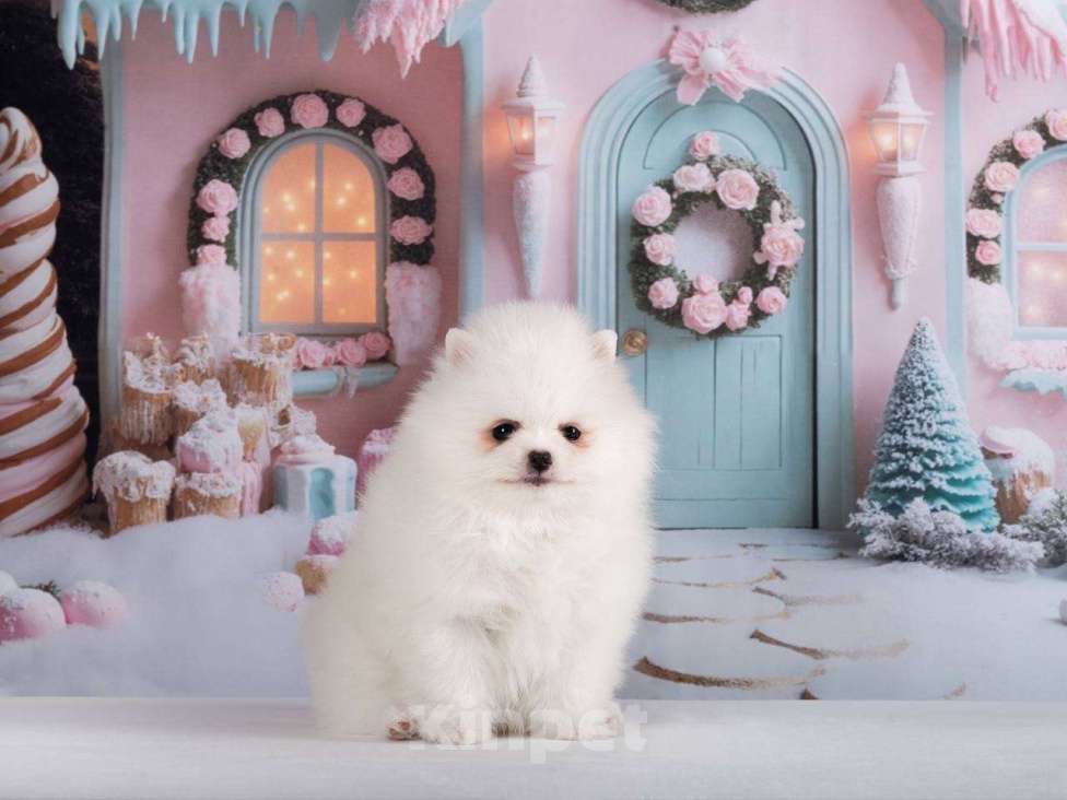 Собаки в Москве: Померанский шпиц, щенок Девочка, 70 000 руб. - фото 4