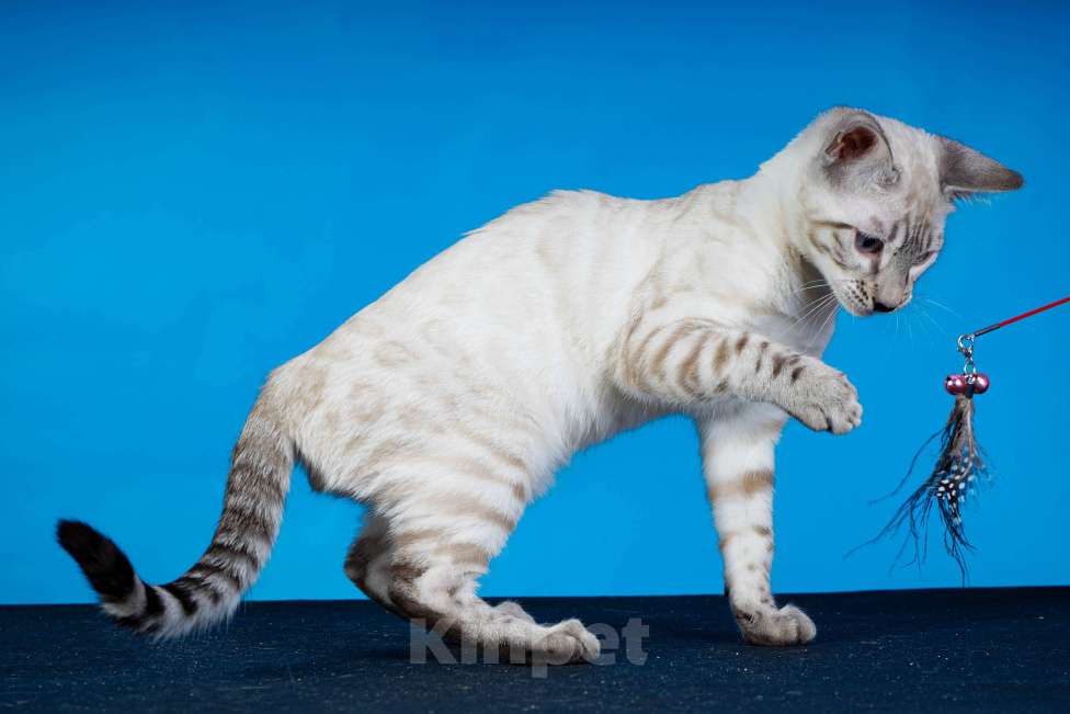 Кошки в Москве: Бенгальский котенок  Мальчик, 50 000 руб. - фото 5