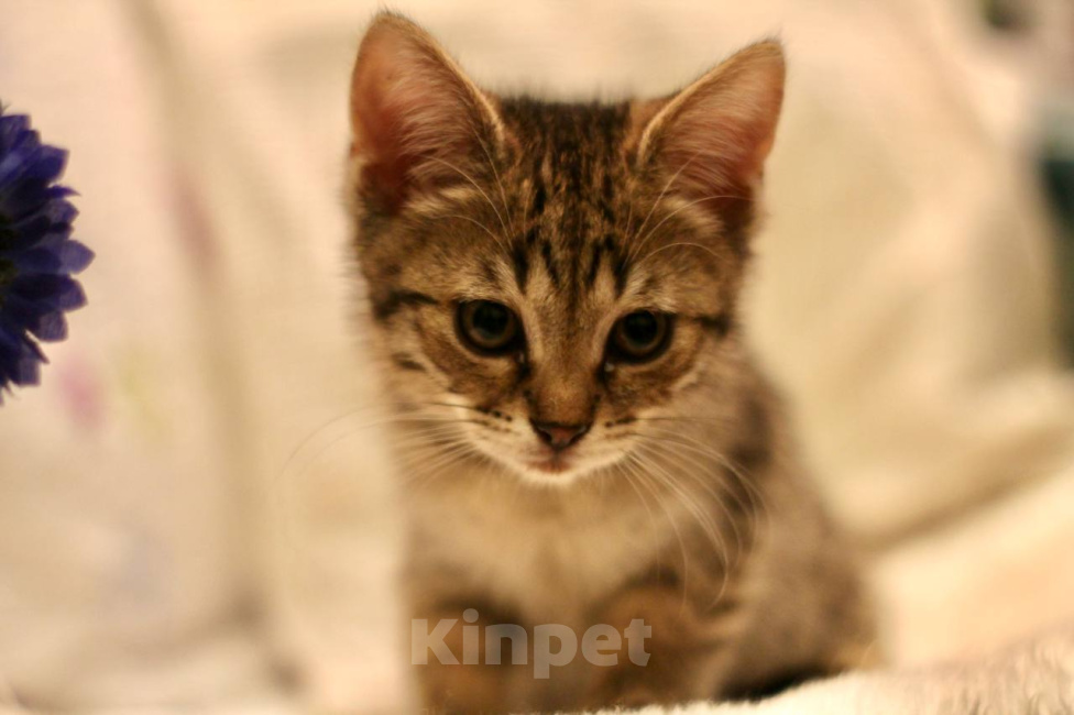 Кошки в Москве: Котенок Нэш ищет дом Мальчик, Бесплатно - фото 1