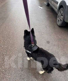 Собаки в Новосибирске: Пират ищет дом! Мальчик, Бесплатно - фото 4