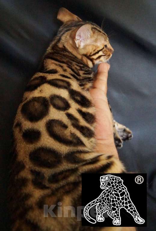 Кошки в Петропавловске-Камчатском: Бенгальский котенок. Питомник. Мальчик, Бесплатно - фото 6