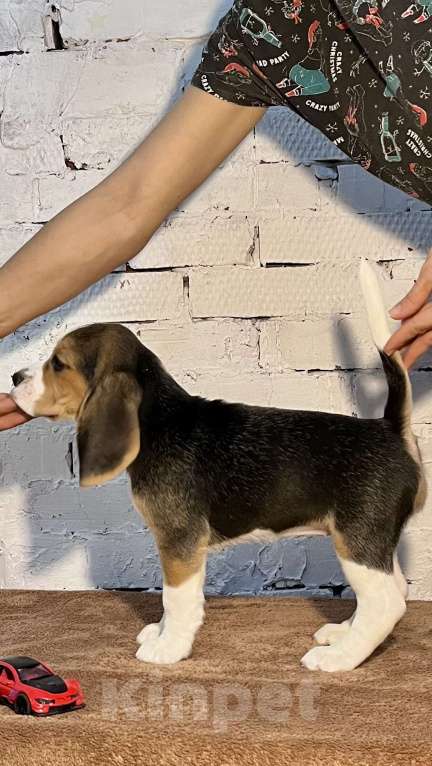 Собаки в Уфе: Валькирия Девочка, 40 000 руб. - фото 4