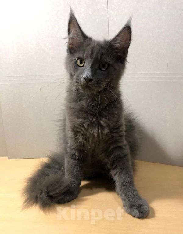 Кошки в Новосибирске: Котята Мейн-кун Мальчик, 20 000 руб. - фото 2