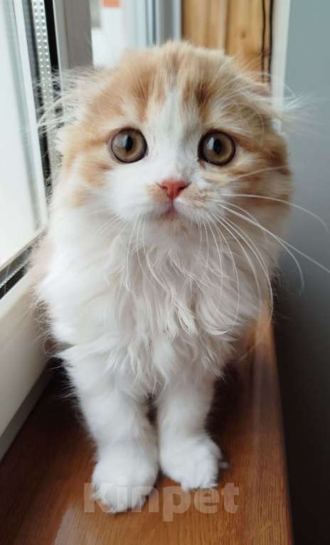 Кошки в Москве: Шотландская кошечка Девочка, 33 000 руб. - фото 5