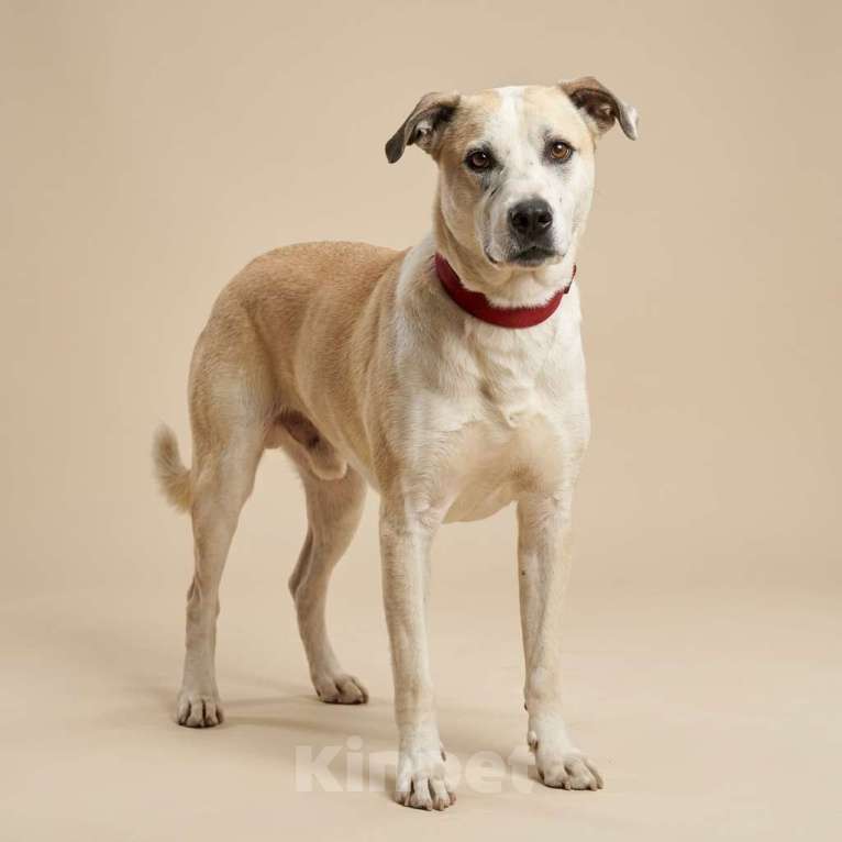 Собаки в Москве: Илай в добрые руки Мальчик, Бесплатно - фото 3