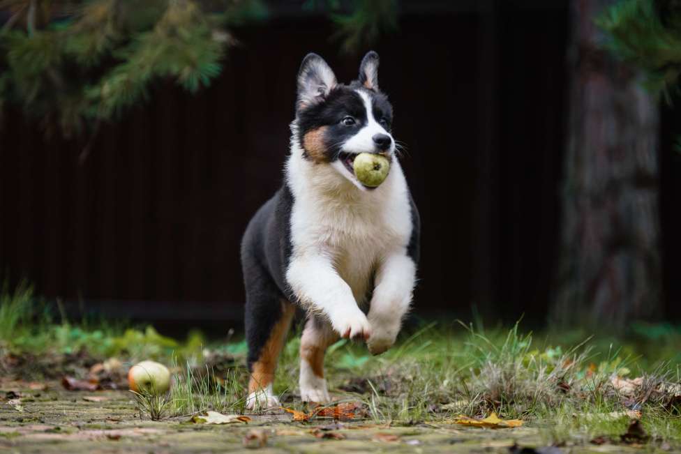 Собаки в Звенигороде: Австралийская овчарка девочка Девочка, 50 000 руб. - фото 1