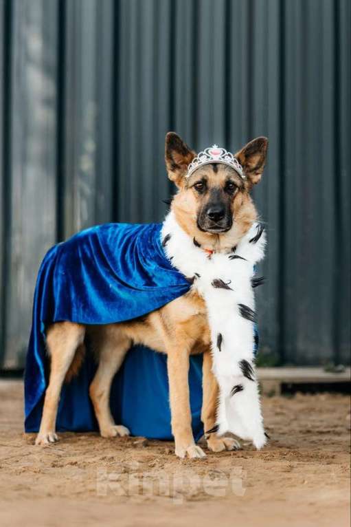 Собаки в Москве: Заметьте Тиночку! Девочка, 1 руб. - фото 5