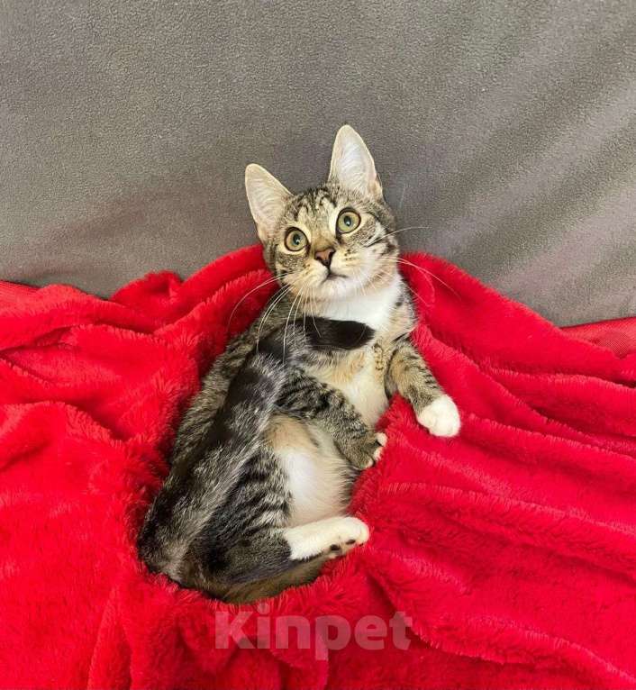 Кошки в Санкт-Петербурге: Миникошечка, крошечка Гаечка Девочка, Бесплатно - фото 3