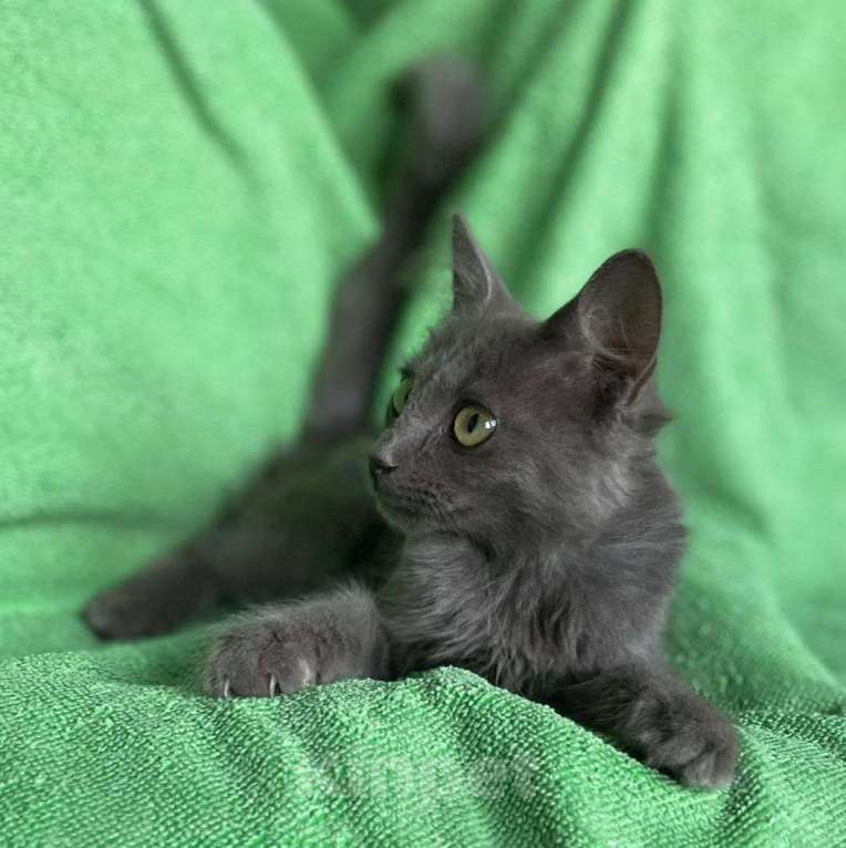 Кошки в Москве: Маленького котенка нашли на помойке 🆘️ Срочный поиск дома Мальчик, Бесплатно - фото 5