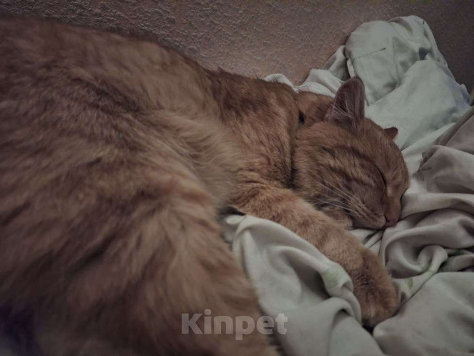 Кошки в других городах Крыма: Потерялся любимый рыжий котик! Мальчик, 5 000 руб. - фото 2