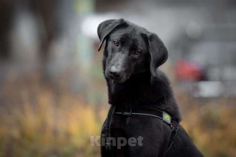 Собаки в Москве: Позитивная и ласковая собака в добрые руки. Девочка, Бесплатно - фото 1