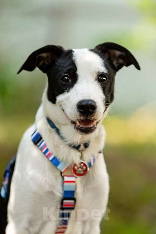 Собаки в Москве: Прекрасный щенок Дарэлл в добрые руки. Мальчик, Бесплатно - фото 2