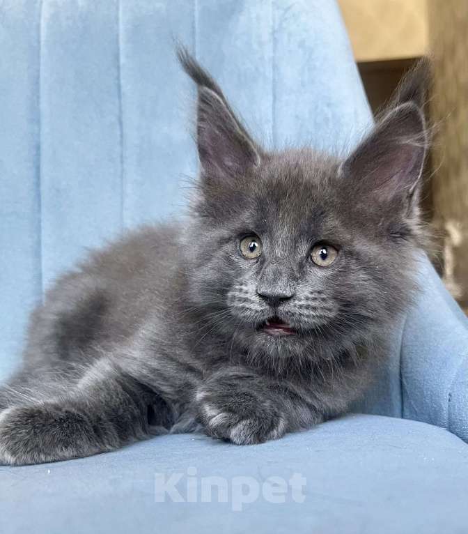 Кошки в Санкт-Петербурге: Мальчик Кумир Мальчик, 90 000 руб. - фото 8