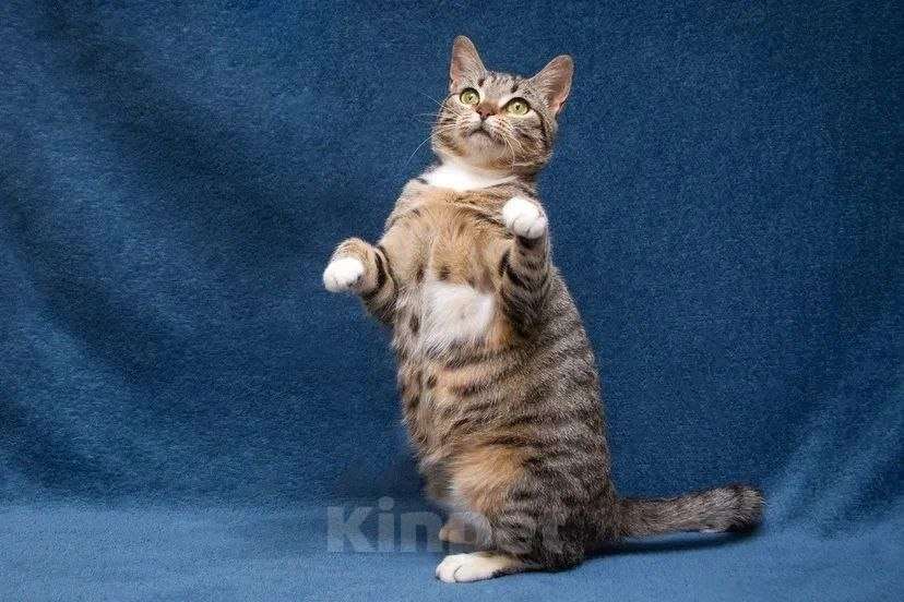 Кошки в Москве: Хвостатый источник позитива: Мирра ждет тебя Девочка, Бесплатно - фото 2