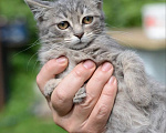 Кошки в Подольске: Кошечка малышка в добрые руки Девочка, Бесплатно - фото 3