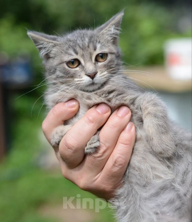 Кошки в Подольске: Кошечка малышка в добрые руки Девочка, Бесплатно - фото 3