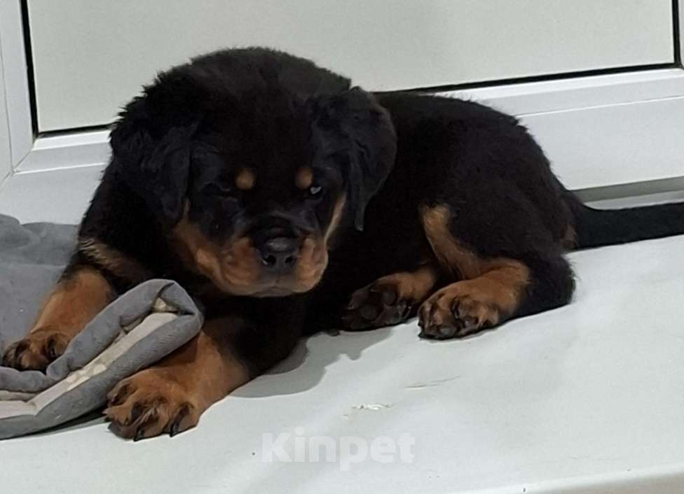 Собаки в Вологде: Продаются щенки сука ротвейлера   Девочка, 65 000 руб. - фото 3