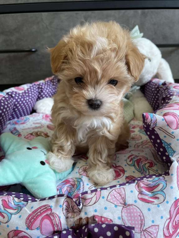 Собаки в Москве: Мальтипу micro Мия Девочка, 150 руб. - фото 6