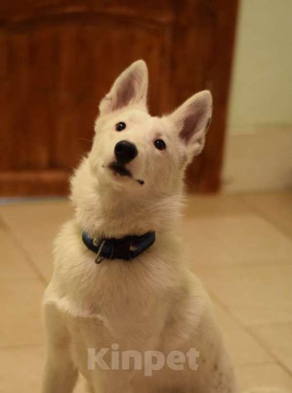 Собаки в Москве: Белый щенок красавец Умка в добрые руки Мальчик, Бесплатно - фото 4