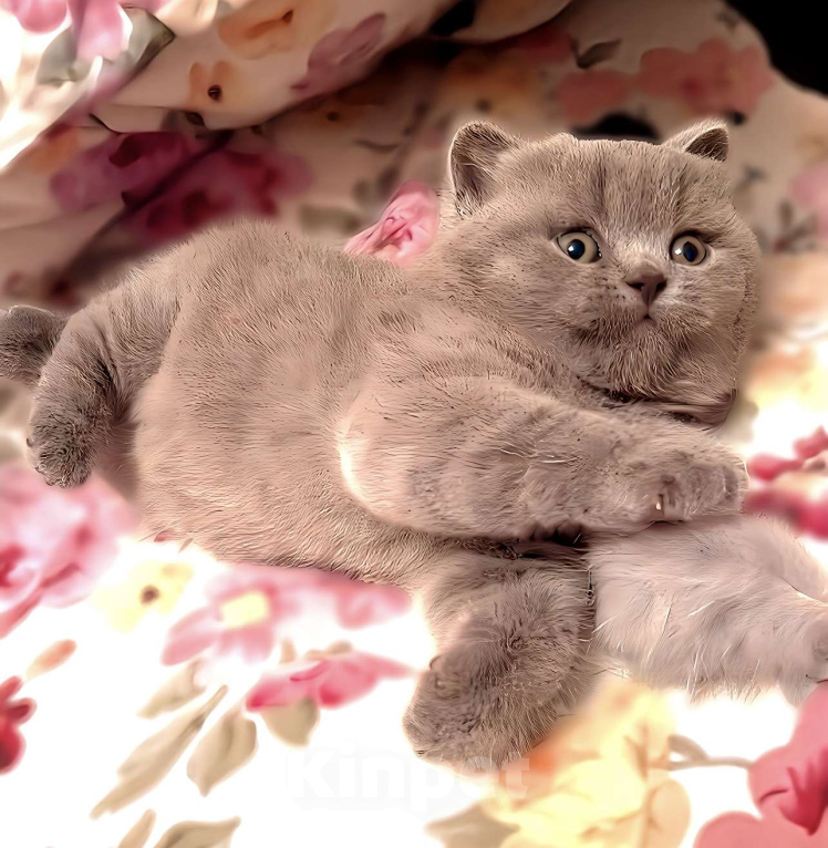 Кошки в Москве: Элитные британские к/ш котята  Девочка, Бесплатно - фото 4