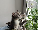 Кошки в Бору: Котята Девочка, 500 руб. - фото 6