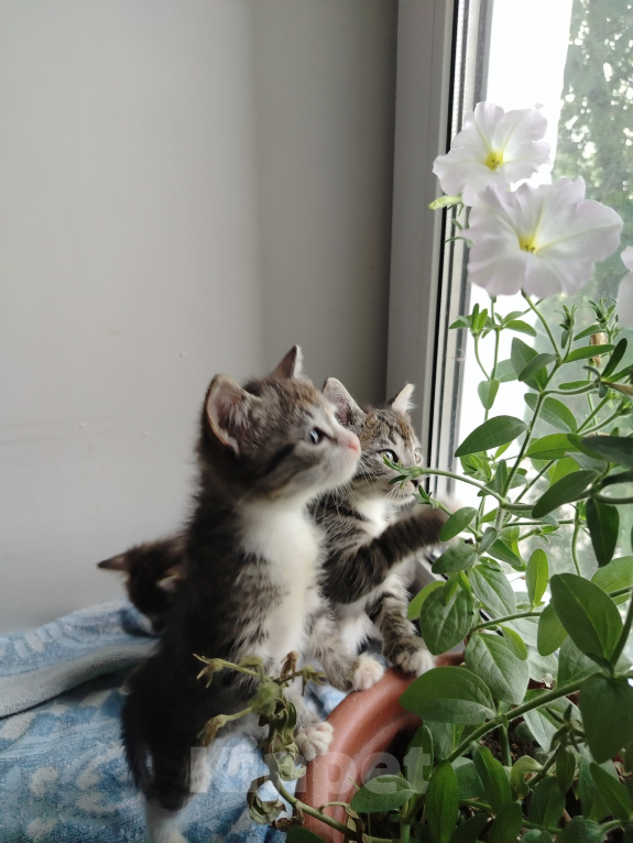Кошки в Бору: Котята Девочка, 500 руб. - фото 6