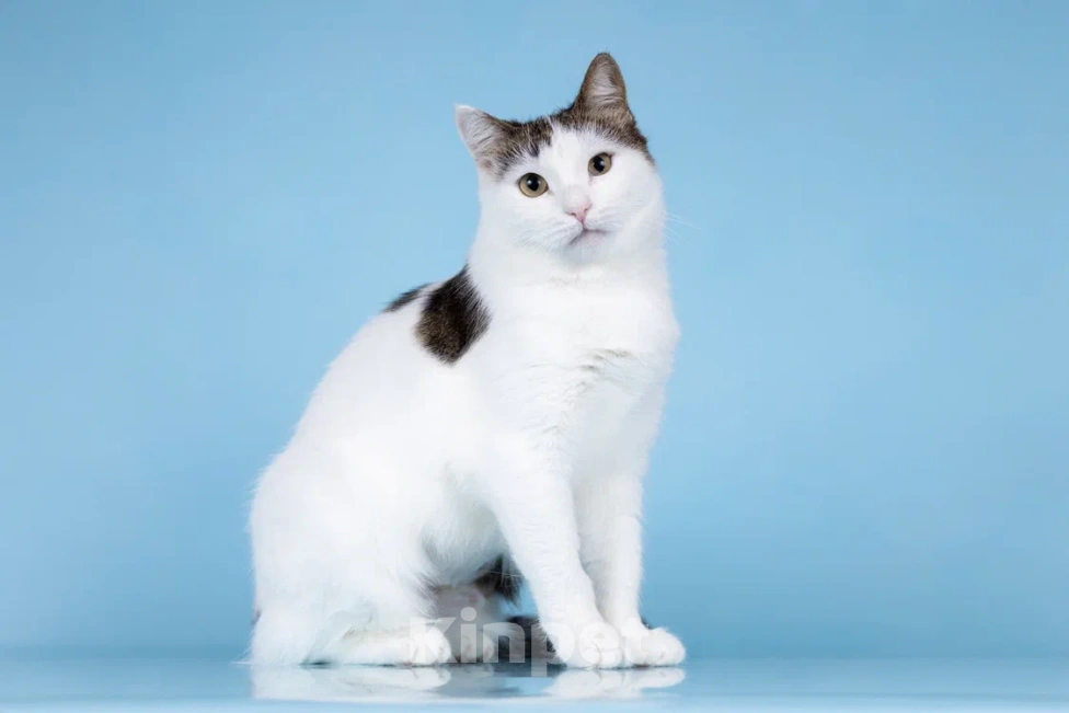 Кошки в Москве: Ласковая Эйва в добрые руки Девочка, Бесплатно - фото 3