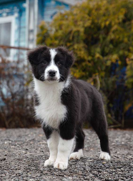Собаки в других городах Владимирской области: щенки австралийской овчарки Девочка, 60 000 руб. - фото 3
