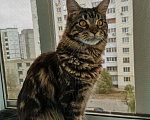 Кошки в Кингисеппе: Мейн-кун вязка, 2 000 руб. - фото 4