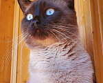 Кошки в Новочебоксарске: Ищем кошку для вязки, 500 руб. - фото 1