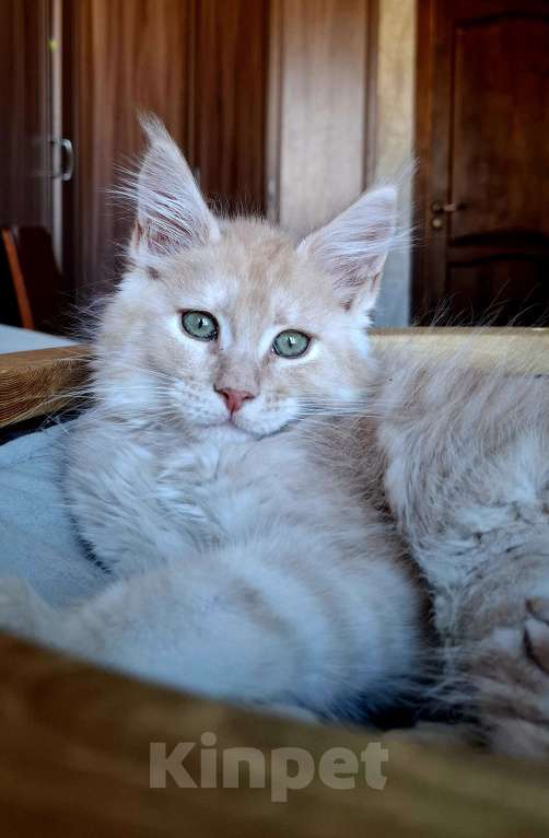 Кошки в Санкт-Петербурге: Кот от питомника мейн-кунов  Мальчик, Бесплатно - фото 4