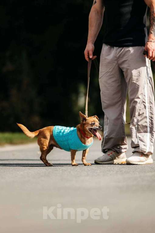 Собаки в Москве: собака Коко Шанель ищет дом Девочка, Бесплатно - фото 5