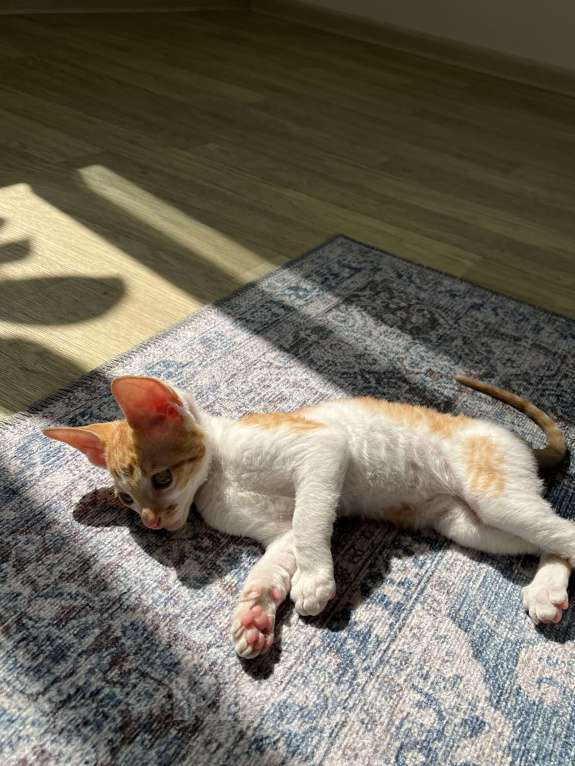 Кошки в Мытищах: Котята Корниш-рекс Мальчик, 35 000 руб. - фото 3