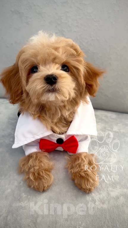 Собаки в Москве: Мини мальчик мальтипу F1 Royalty Fam Lorenzo Мальчик, Бесплатно - фото 8