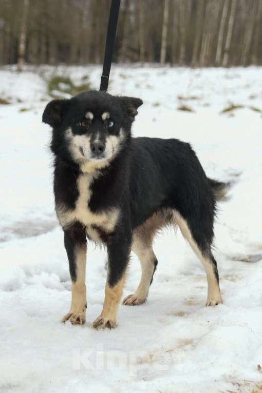 Собаки в Москве: Небольшая собачка в добрые руки Девочка, Бесплатно - фото 7