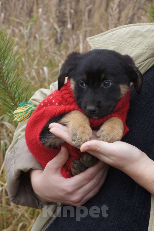 Собаки в Лобне: Щенок Лапушка ищет себе семью Девочка, Бесплатно - фото 2