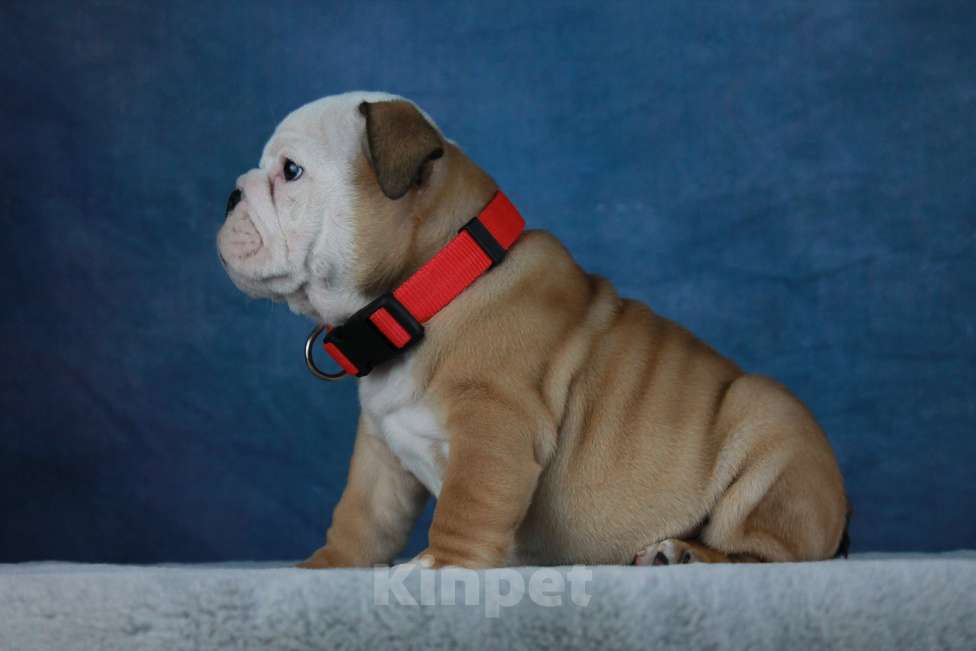 Собаки в Волгограде: РИСИВ ВИШФУЛ ЗАХАР Мальчик, 90 000 руб. - фото 3