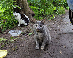 Кошки в Домодедово: Кошка «Дуся», 1,5–2 года — уличная, СТЕРИЛИЗОВАНА (по договору) Девочка, Бесплатно - фото 1