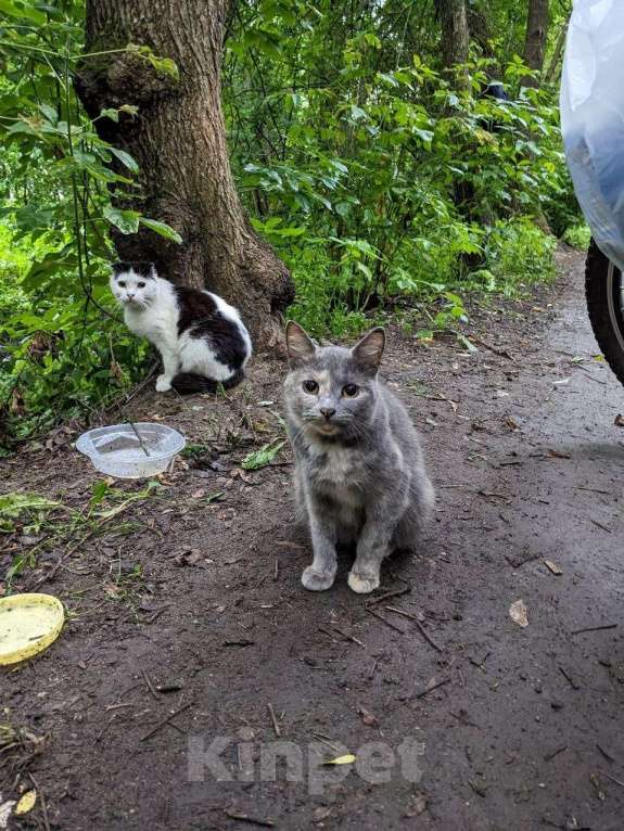Кошки в Домодедово: Кошка «Дуся», 1,5–2 года — уличная, СТЕРИЛИЗОВАНА (по договору) Девочка, Бесплатно - фото 1