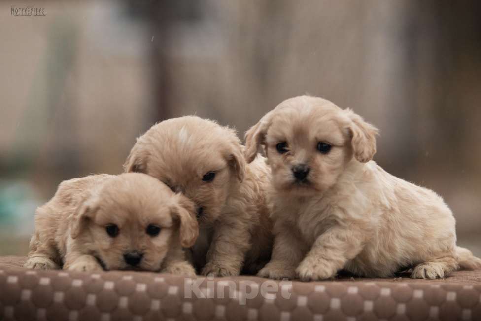 Собаки в Москве: Кавапушки весёлые собачки Мальчик, Бесплатно - фото 5
