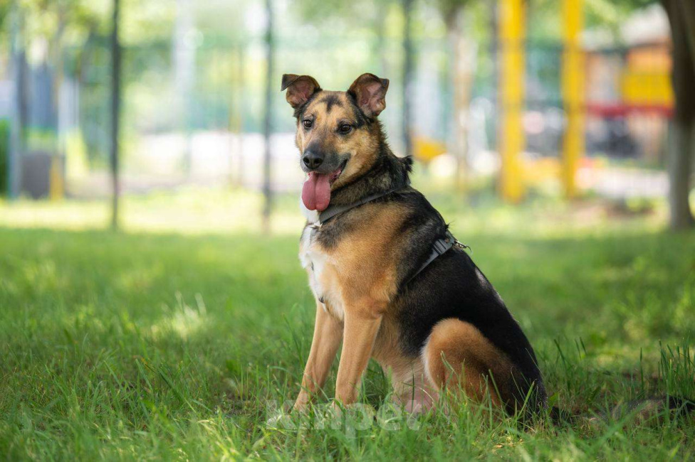 Собаки в Москве: Пес Рио ищет дом Мальчик, Бесплатно - фото 6