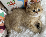 Кошки в Москве: Британский котенок ny24 Девочка, 40 000 руб. - фото 10
