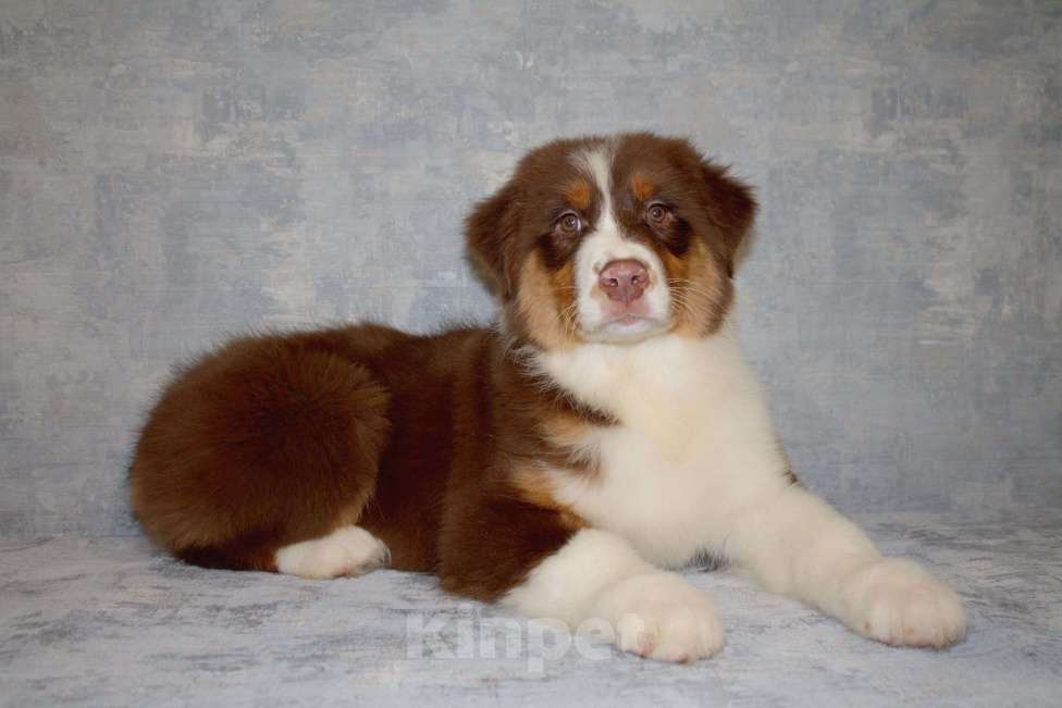 Собаки в других городах Московской области: Австралийская овчарка Мальчик, 50 000 руб. - фото 1