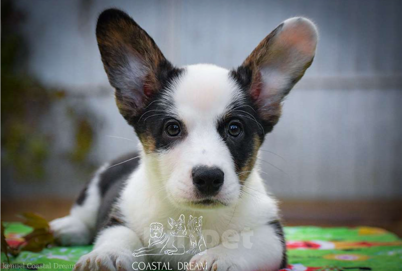 Собаки в Москве: Вельш корги кардиган (мальчик) Мальчик, 50 000 руб. - фото 1